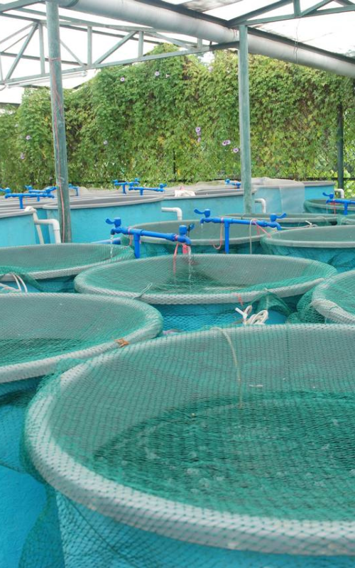 Aquaculture